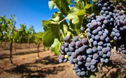 贵腐葡萄酒一瓶的价格,集安冰葡萄酒一瓶价格