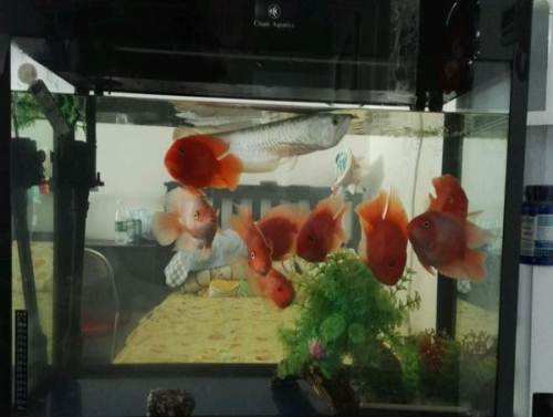 观赏鱼的养殖方法与技巧,观赏鱼要如何养殖