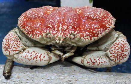 超大的海鲜帝王蟹,世界最大的海鲜帝王蟹有几种