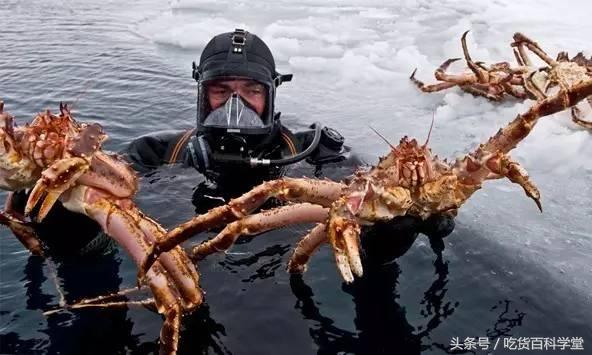 超大的海鲜帝王蟹,世界最大的海鲜帝王蟹有几种