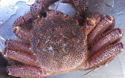 超大的海鲜帝王蟹,世界最大的海鲜帝王蟹有几种