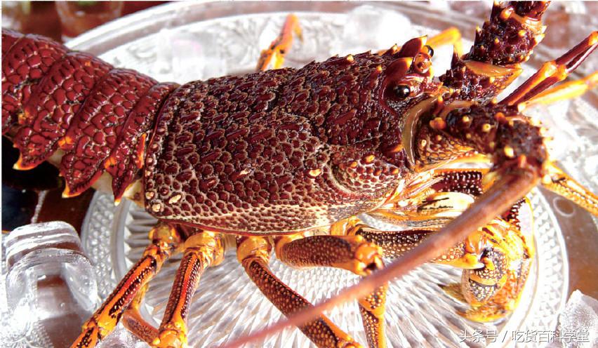 超大的海鲜帝王蟹,世界最大的海鲜帝王蟹有几种