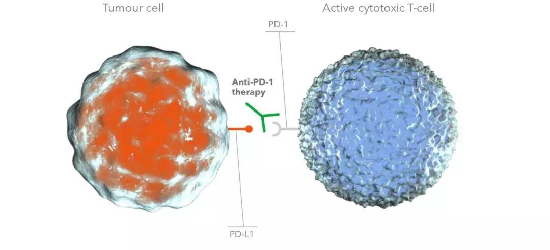 中国癌症治疗最新突破,抗癌新药pd-1是哪国发明的