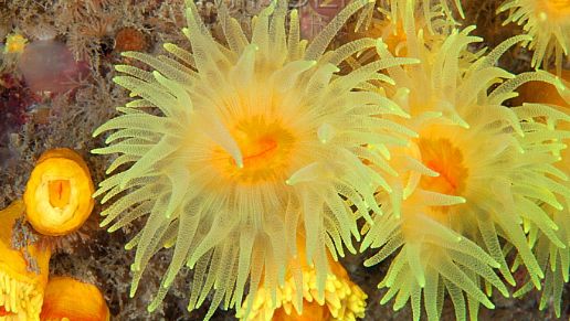 海洋小百科大全,海水小百科毯子蟹