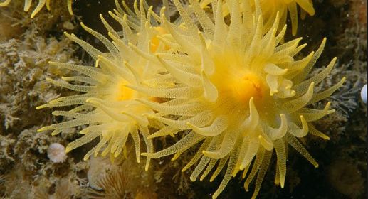 海洋小百科大全,海水小百科毯子蟹