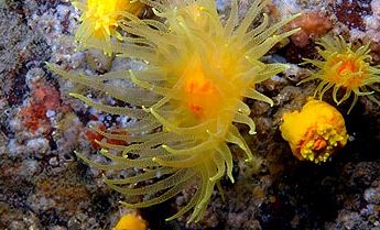 海洋小百科大全,海水小百科毯子蟹