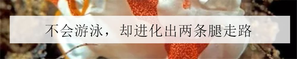 海洋小百科大全,海水小百科毯子蟹