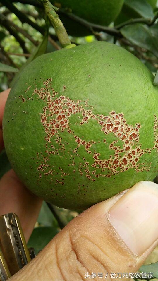 柑橘沙皮病用什么药,柑橘砂皮病叶片症状图片