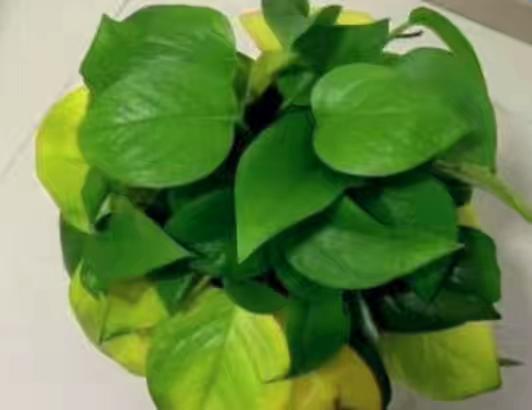 绿萝叶子发黄根腐烂什么原因,绿萝发黄的叶子还可以变绿吗