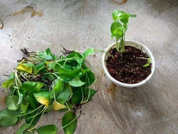 绿萝叶子发黄根腐烂什么原因,绿萝发黄的叶子还可以变绿吗