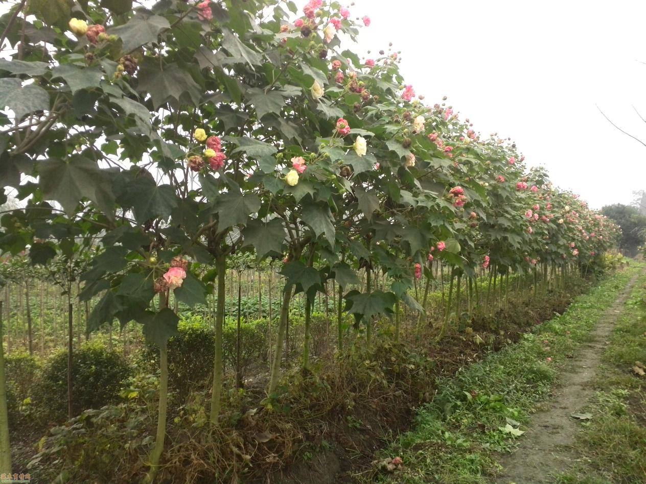 苗木常识手册电子版,苗木基本常识100例