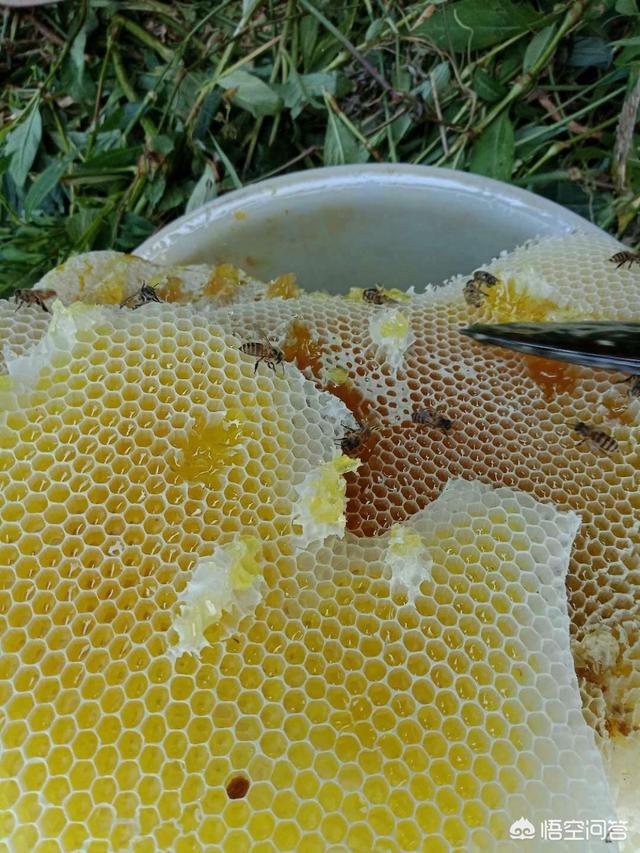 蜂蜜为什么会变成水,蜂蜜为什么会结晶还能吃吗