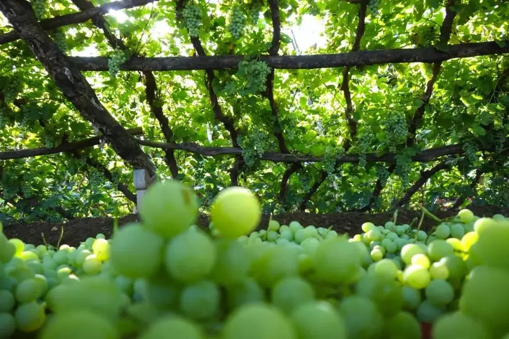 乡村旅游葡萄园,葡萄采摘带动乡村旅游
