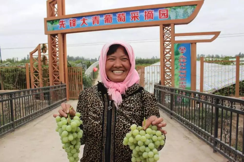 乡村旅游葡萄园,葡萄采摘带动乡村旅游