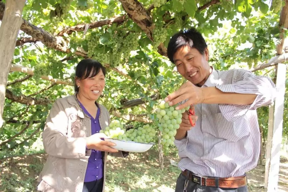 乡村旅游葡萄园,葡萄采摘带动乡村旅游