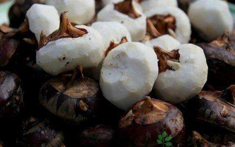 荸荠能清肺热生津润肺,荸荠怎么煲汤润肺止咳化痰