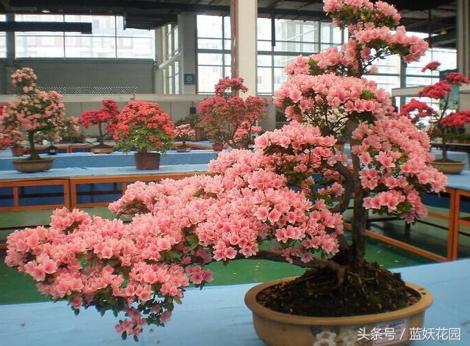 杜鹃花夏季花蕾不开叶子发黄发焦,栀子花杜鹃花怎么养护