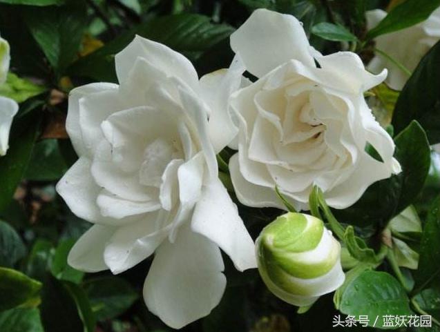 杜鹃花夏季花蕾不开叶子发黄发焦,栀子花杜鹃花怎么养护