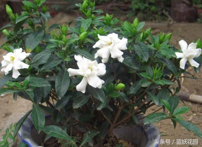 杜鹃花夏季花蕾不开叶子发黄发焦,栀子花杜鹃花怎么养护