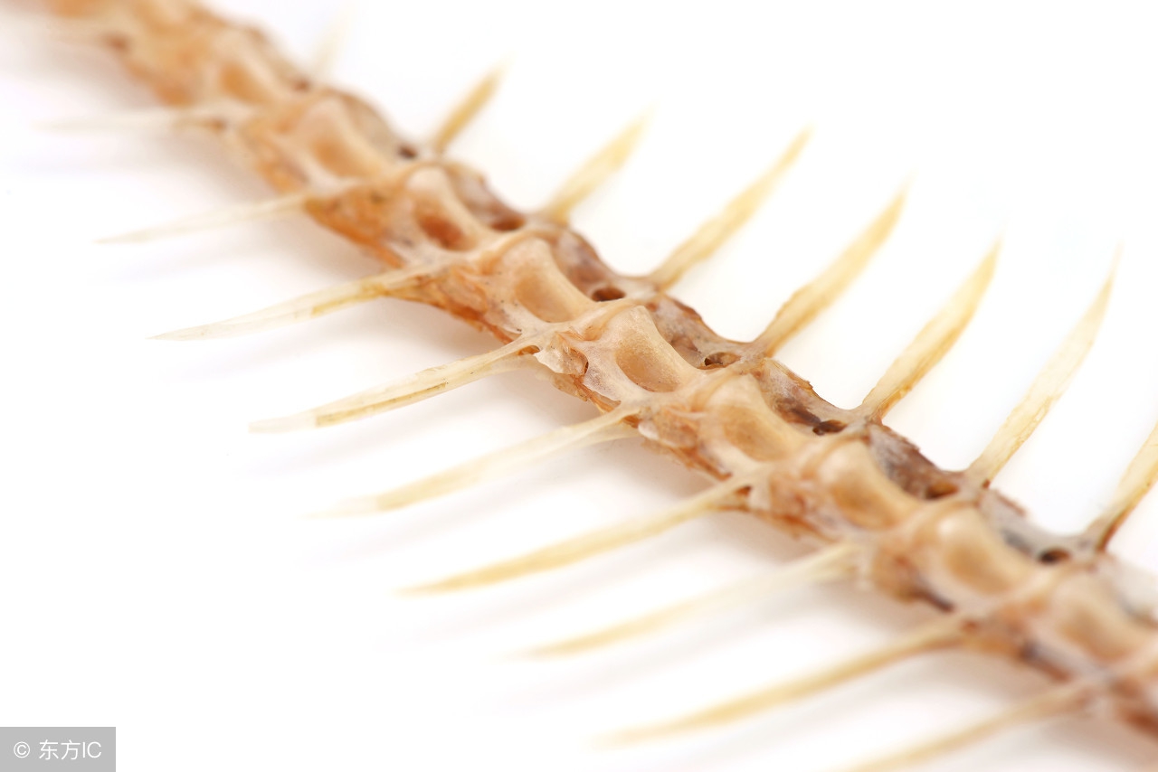 对狗狗致命的食物排名,狗狗误食食物怎么处理