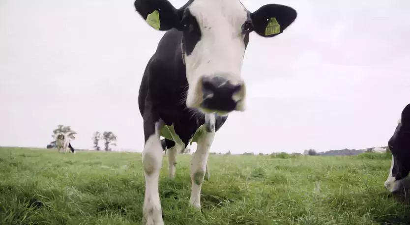 荷兰牛奶变奶粉,荷兰牛乳怎么变成奶粉