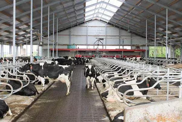 荷兰牛奶变奶粉,荷兰牛乳怎么变成奶粉