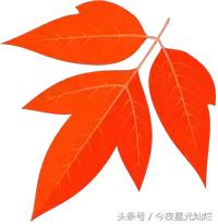 姜嫄水乡今天有直播吗,姜嫄水乡最近有什么活动