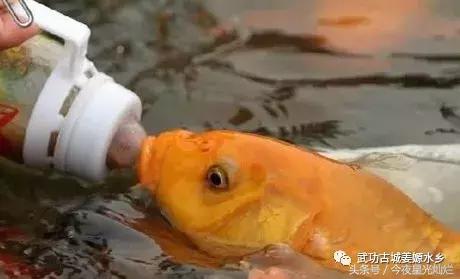 姜嫄水乡今天有直播吗,姜嫄水乡最近有什么活动