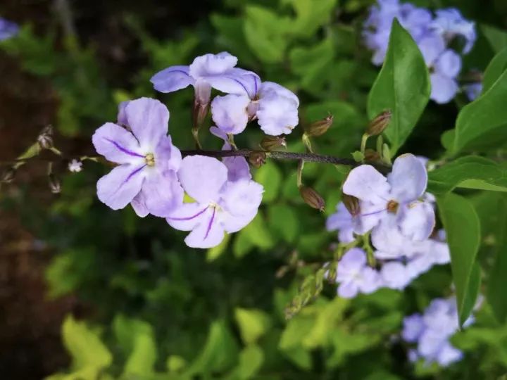 胡小闹语录,胡小闹好句