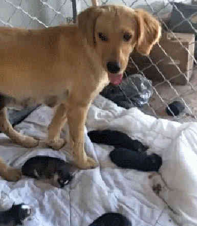 一窝小狗都不叫也不吃奶,一窝金毛狗崽是不是都一样不用挑