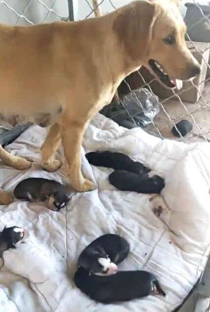 一窝小狗都不叫也不吃奶,一窝金毛狗崽是不是都一样不用挑