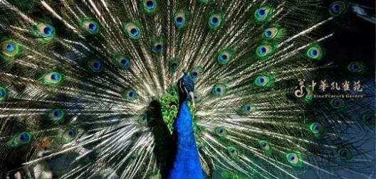 娘子关景区教师节免费,嘉峪关教师节免费旅游