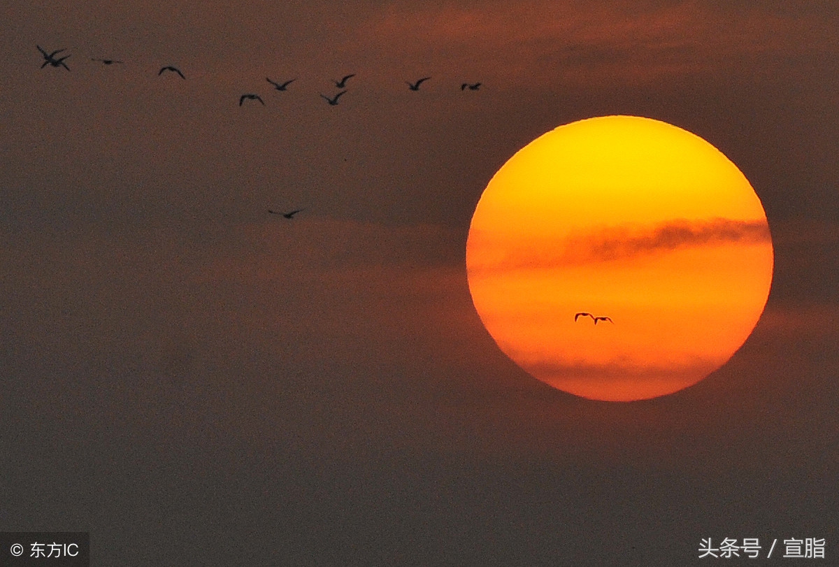 小蝌蚪找妈妈二年级上课文生字,二年级上册小蝌蚪找妈妈的课文