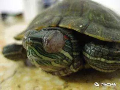 16种常见龟病症状和治疗方法,常见龟类品种大全图片