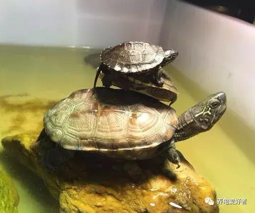 16种常见龟病症状和治疗方法,常见龟类品种大全图片