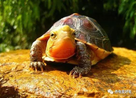 16种常见龟病症状和治疗方法,常见龟类品种大全图片