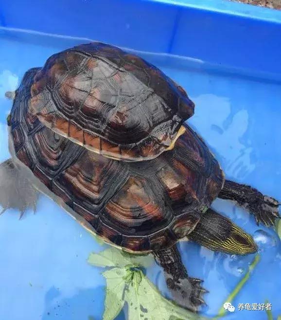 16种常见龟病症状和治疗方法,常见龟类品种大全图片