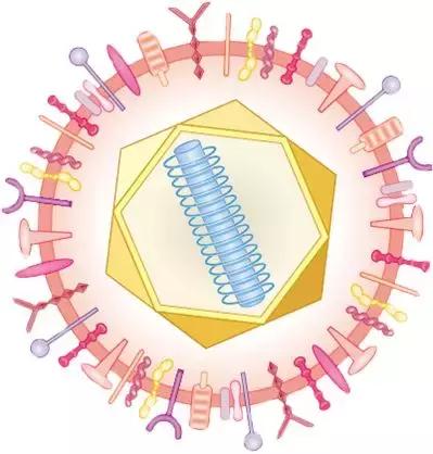 鸡用马立克氏疫苗分几种,鸡马立克氏病二价灭活疫苗