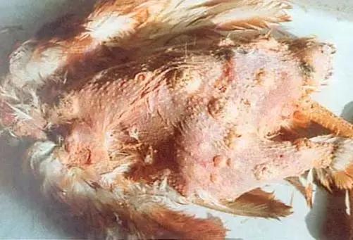 鸡用马立克氏疫苗分几种,鸡马立克氏病二价灭活疫苗