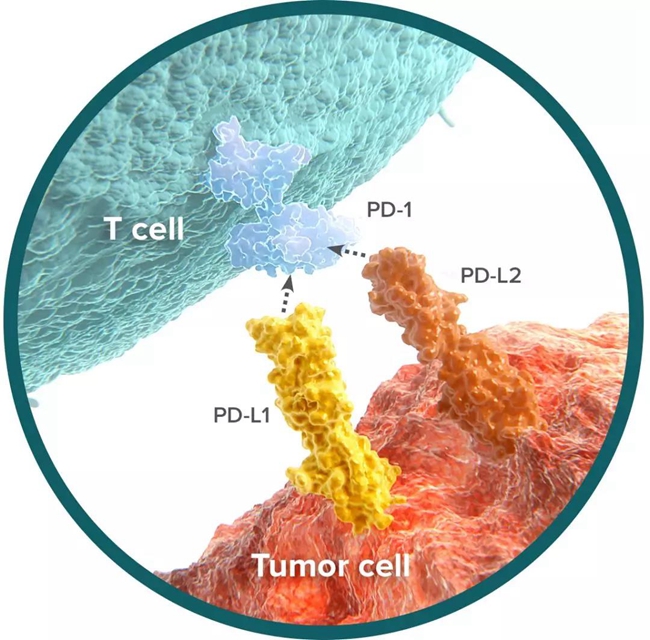 中国pd1免疫制剂什么时候上市,中国pd1上市药品