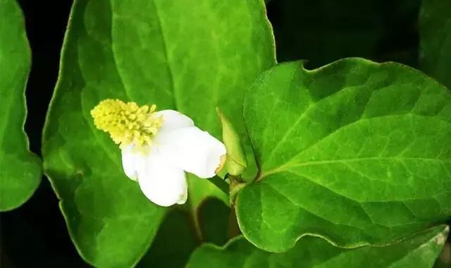 吃野菜的坏处和禁忌,什么野菜养生最好吃