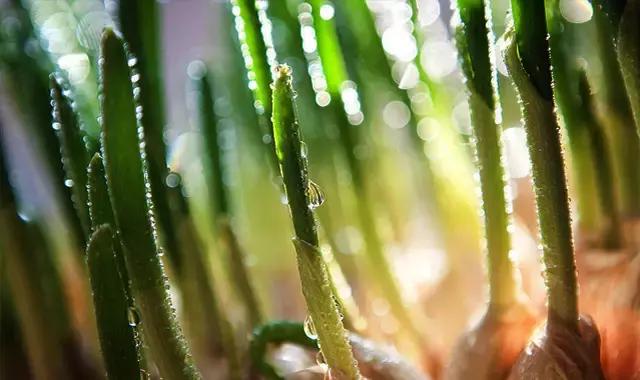 吃野菜的坏处和禁忌,什么野菜养生最好吃