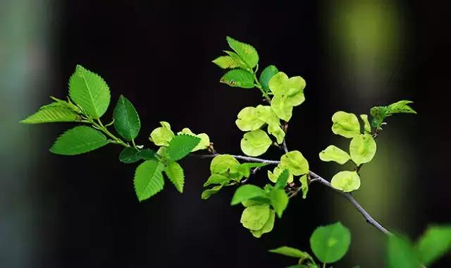 吃野菜的坏处和禁忌,什么野菜养生最好吃