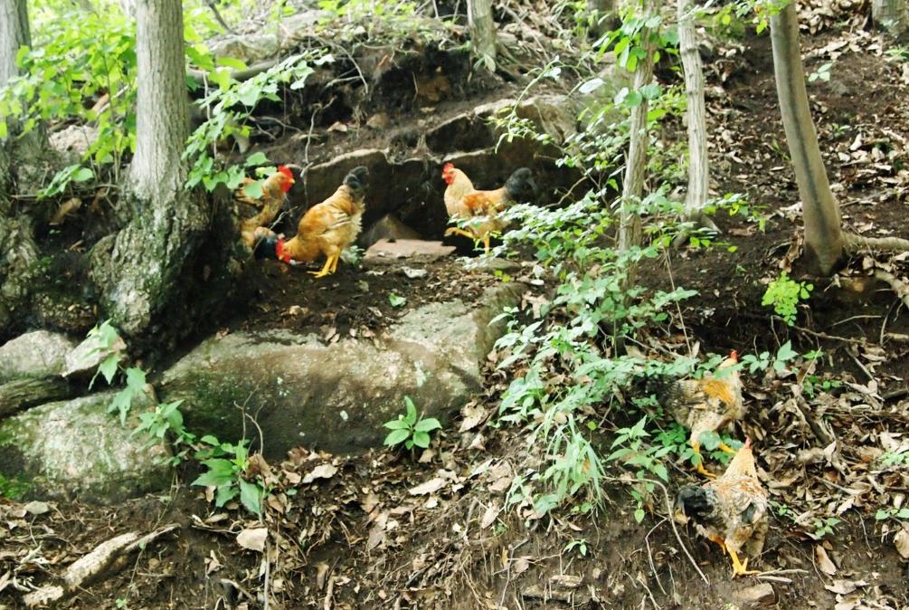 天池山滑梯视频,10.1新疆天池山景区一日游