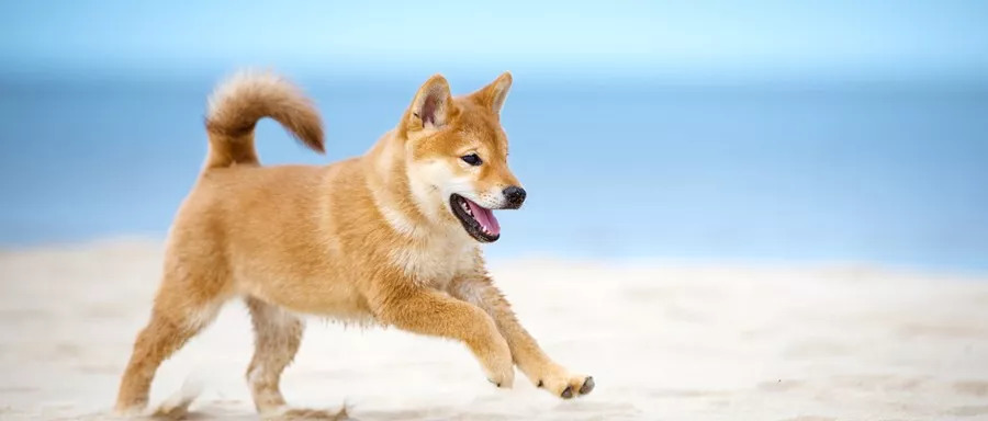 宠物换毛期怎么居家清洗,小型犬几个月开始换毛