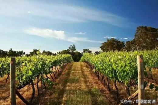 贺兰山东麓的紫色梦想,宁夏贺兰山紫色梦想