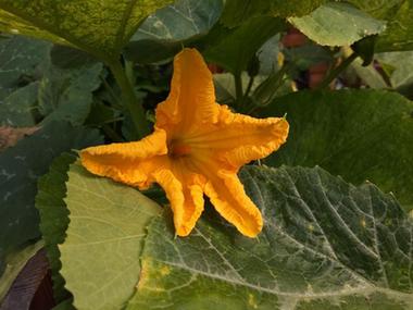 南瓜和冬瓜叶子区别,南瓜和冬瓜秧有什么区别