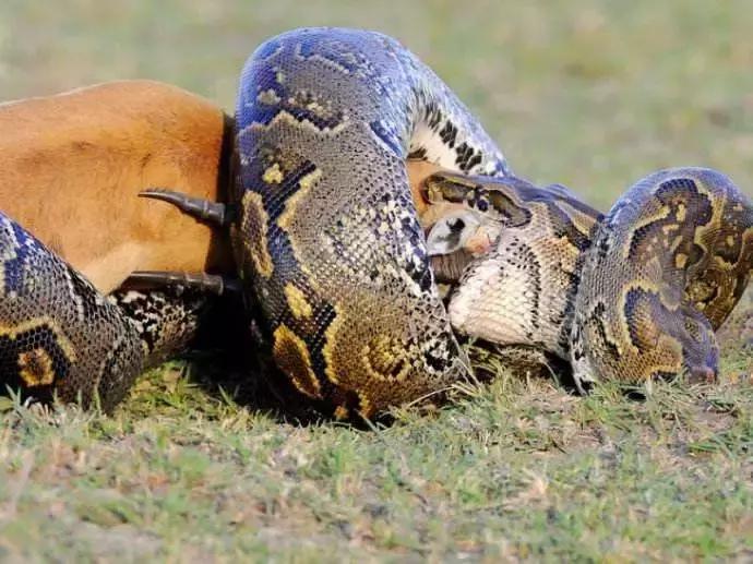 别看到长条就喊“蛇”！“蛇”“蚺”“蟒”都是同一种动物吗？