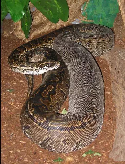 别看到长条就喊“蛇”！“蛇”“蚺”“蟒”都是同一种动物吗？