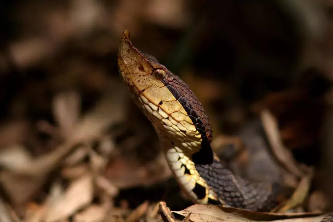 别看到长条就喊“蛇”！“蛇”“蚺”“蟒”都是同一种动物吗？